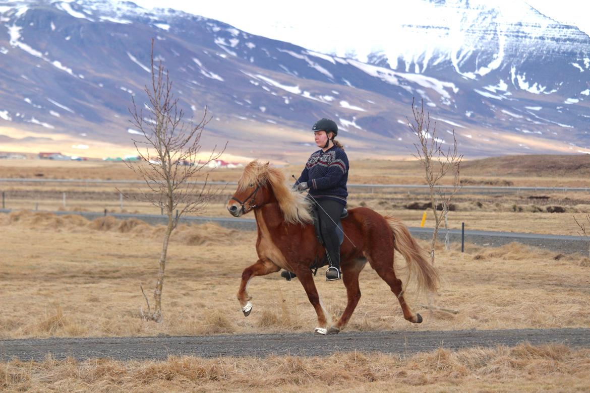Islænder Dyggð Frá Skipanesi billede 1