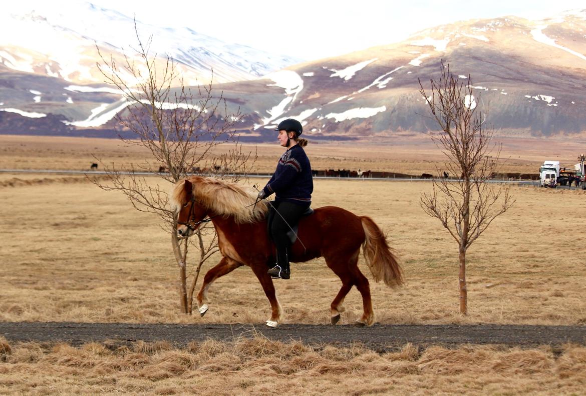 Islænder Dyggð Frá Skipanesi billede 8