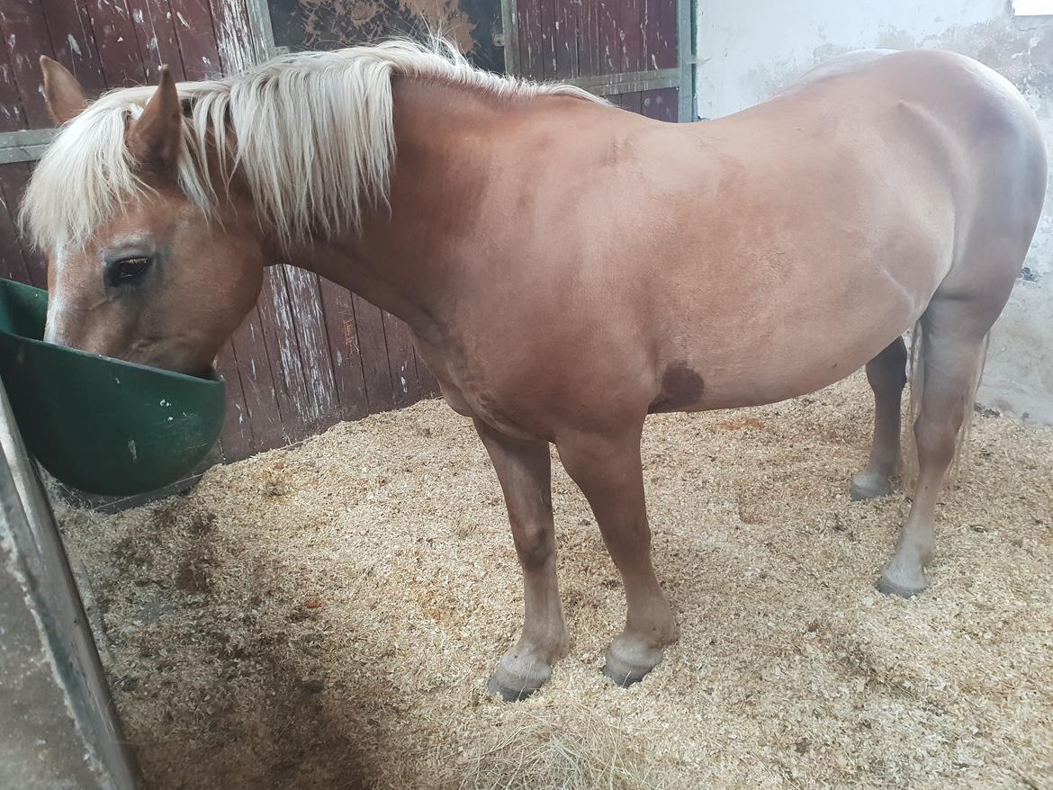 Haflinger Flicka  billede 1