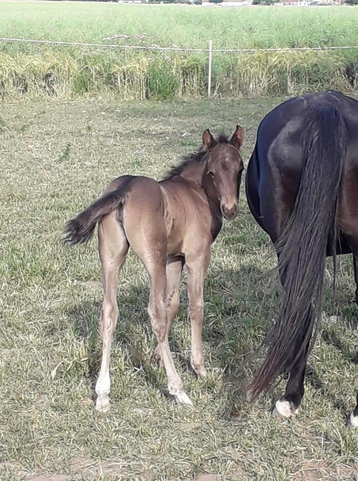 Welsh Partbred (Sec F) Culmbach`s Jolene billede 4