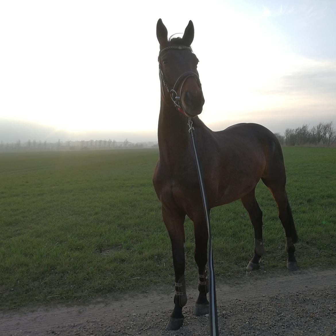 Trakehner Løvegårdens Mads Wito  billede 7