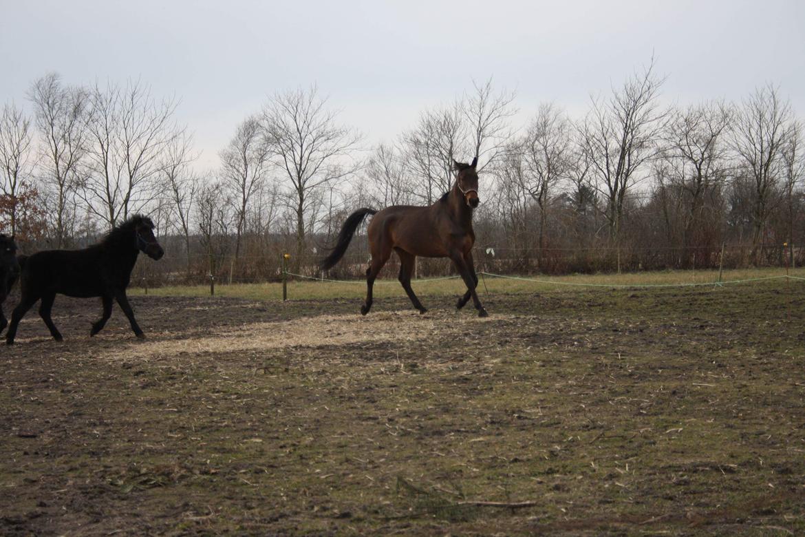 Trakehner Løvegårdens Mads Wito  billede 9
