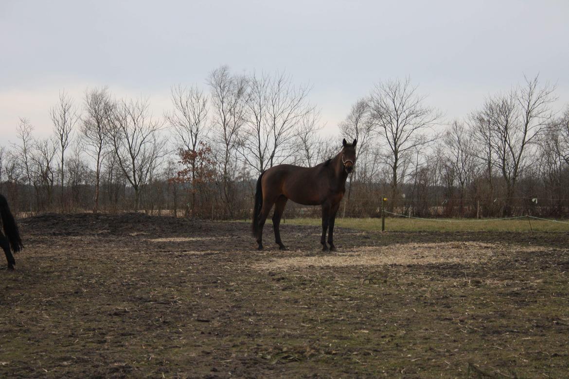 Trakehner Løvegårdens Mads Wito  billede 10