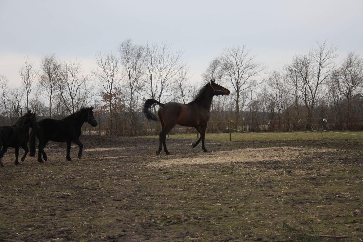 Trakehner Løvegårdens Mads Wito  billede 8