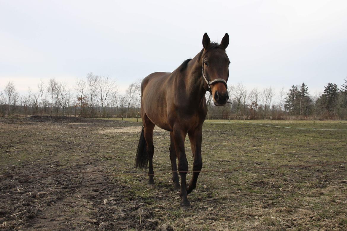 Trakehner Løvegårdens Mads Wito  billede 11