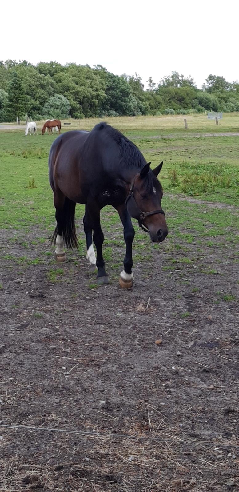 Tysk Oldenburger Hestekjærs Scarlett billede 9