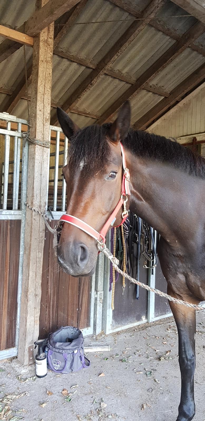 Tysk Oldenburger Hestekjærs Scarlett billede 13