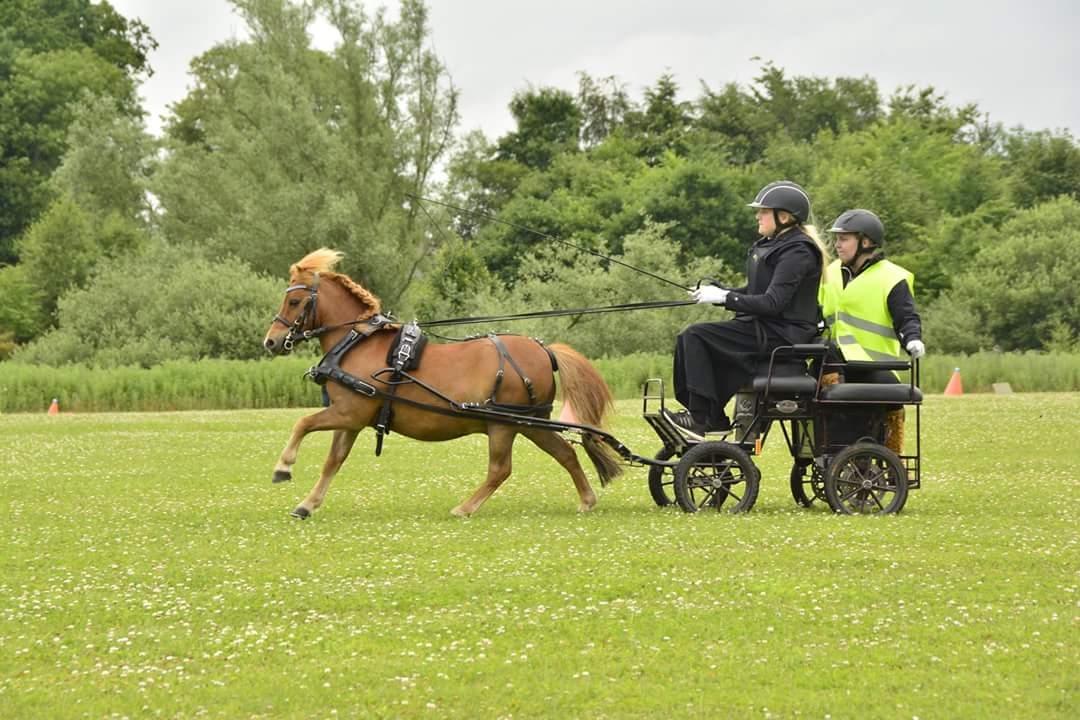Shetlænder Nordhusets Hannibal Small <3 #Pony prinsen# billede 16