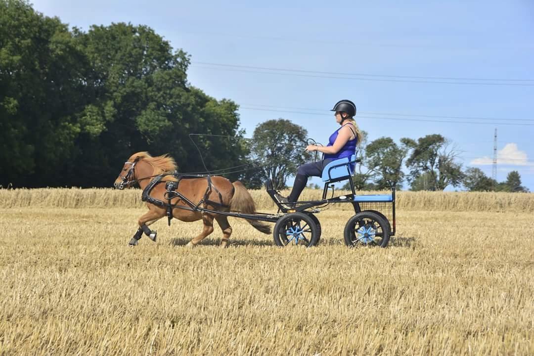 Shetlænder Nordhusets Hannibal Small <3 #Pony prinsen# billede 14