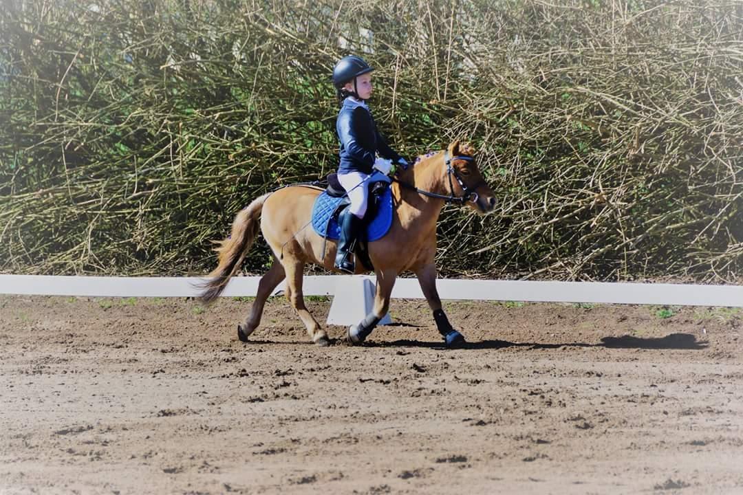 Shetlænder Nordhusets Hannibal Small <3 #Pony prinsen# billede 19