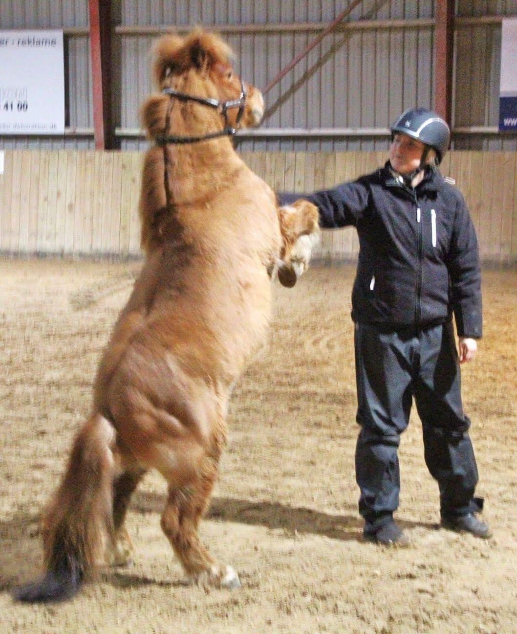 Shetlænder Nordhusets Hannibal Small <3 #Pony prinsen# billede 20