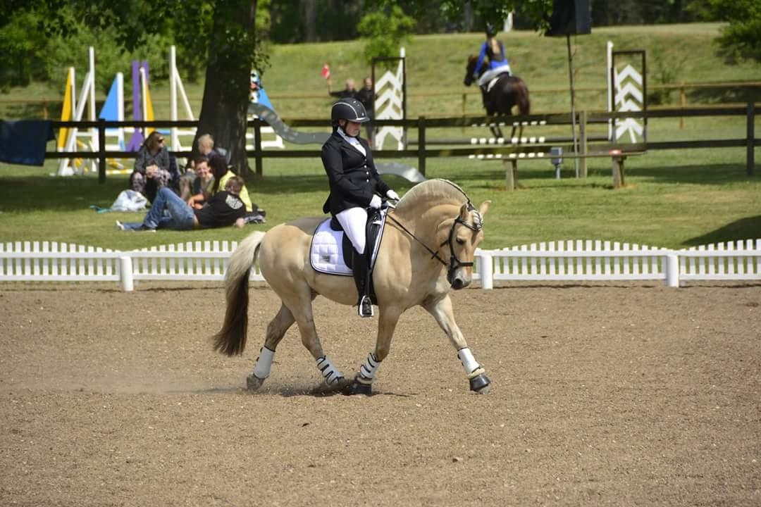 Fjordhest Milos Klattrup <3 #Dressur stjernen# billede 2