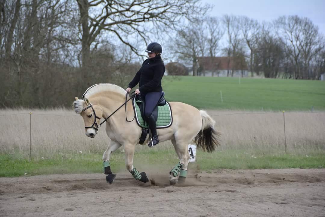 Fjordhest Milos Klattrup <3 #Dressur stjernen# billede 10