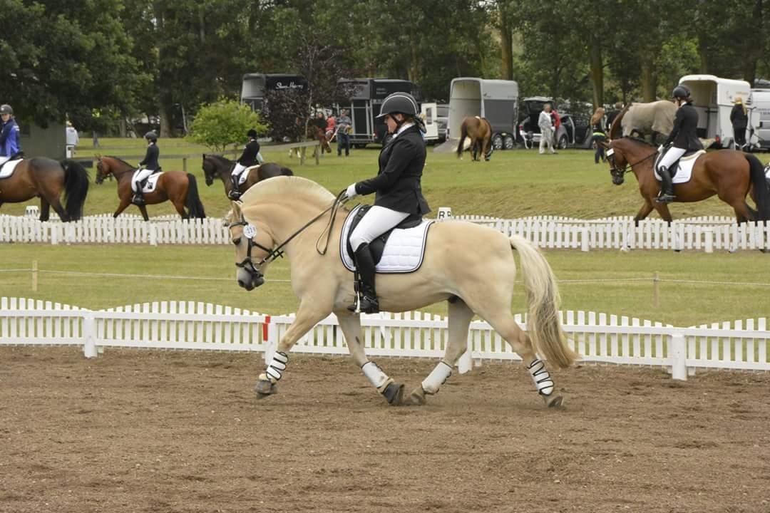 Fjordhest Milos Klattrup <3 #Dressur stjernen# billede 14