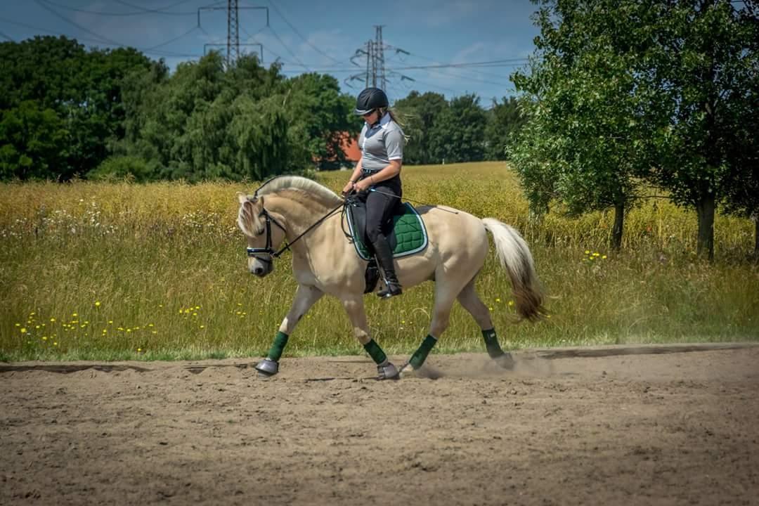 Fjordhest Milos Klattrup <3 #Dressur stjernen# billede 18