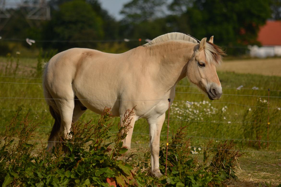 Fjordhest Milos Klattrup <3 #Dressur stjernen# billede 16