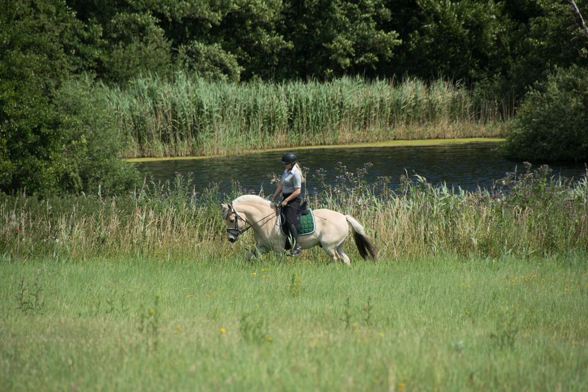 Fjordhest Milos Klattrup <3 #Dressur stjernen# billede 8