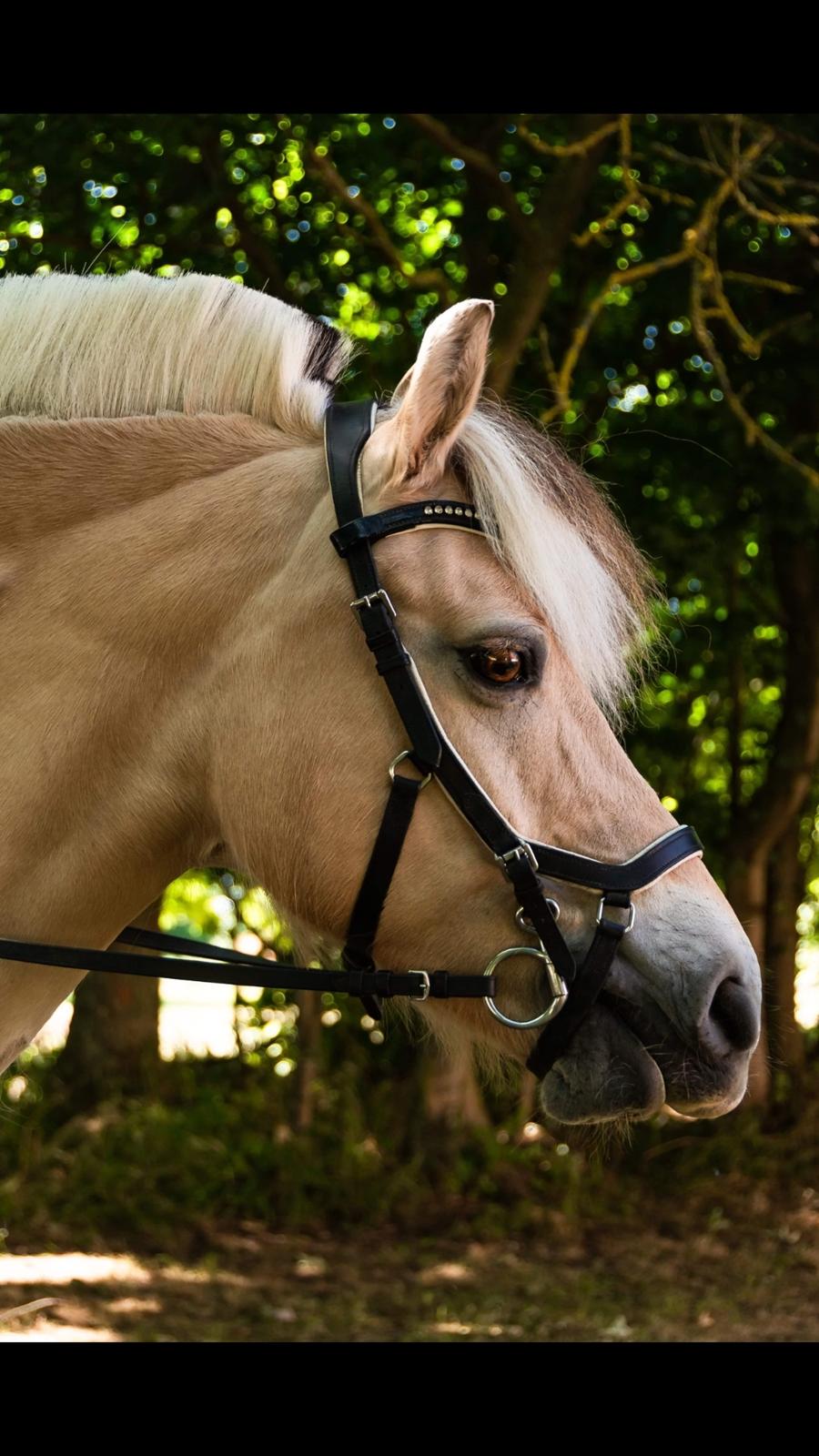 Fjordhest Milos Klattrup <3 #Dressur stjernen# billede 19