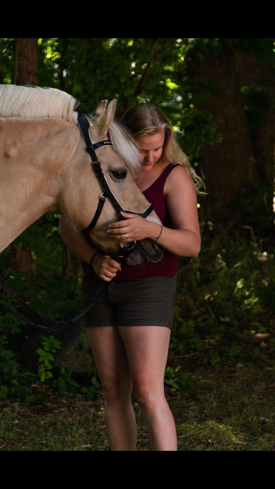 Fjordhest Milos Klattrup <3 #Dressur stjernen# billede 13