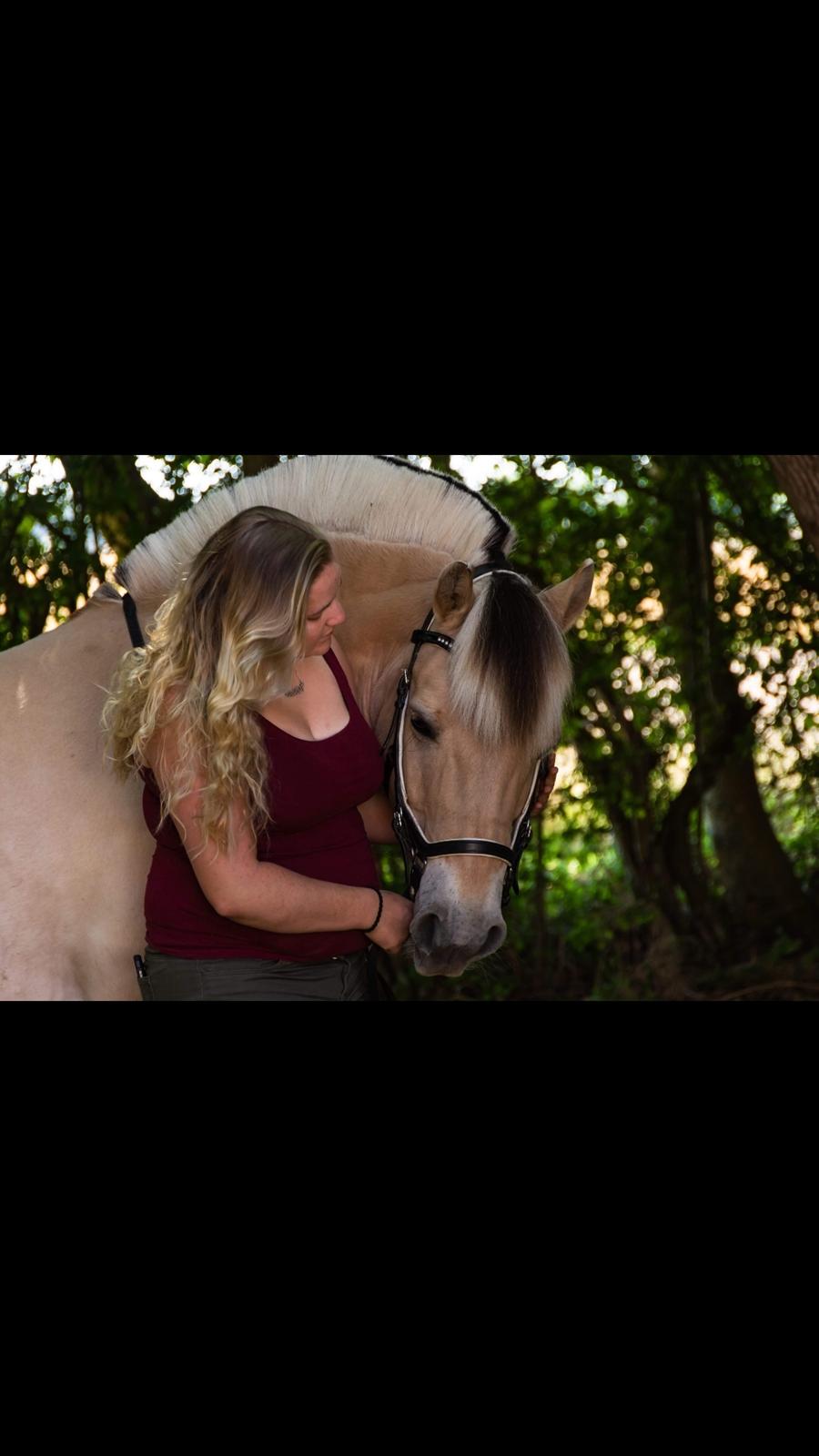 Fjordhest Milos Klattrup <3 #Dressur stjernen# billede 1