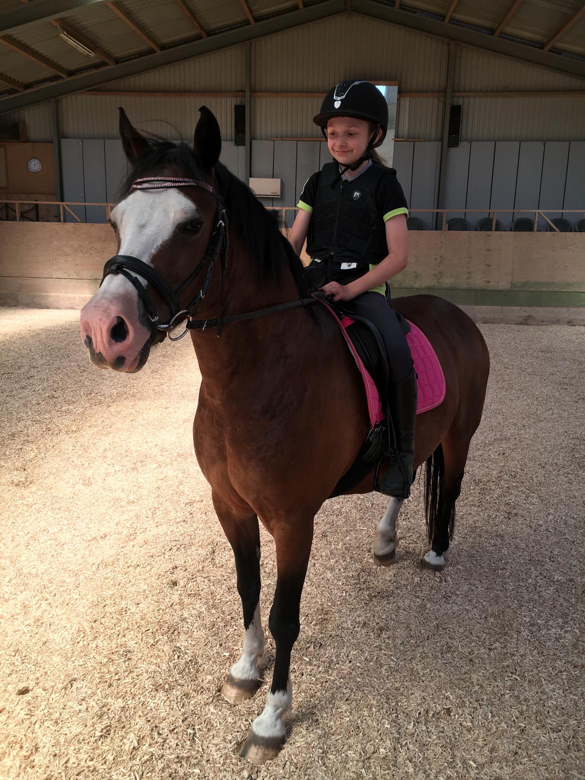 Welsh Pony af Cob-type (sec C) Mirain Morning Star billede 5