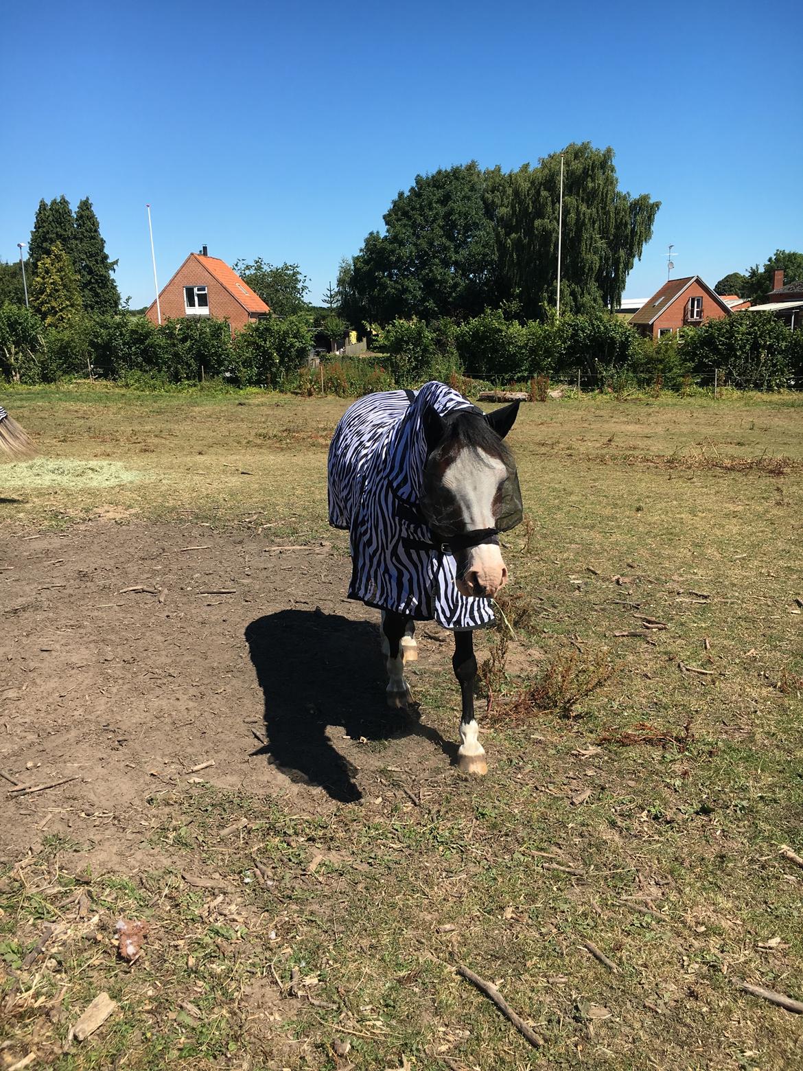 Welsh Pony af Cob-type (sec C) Mirain Morning Star billede 3