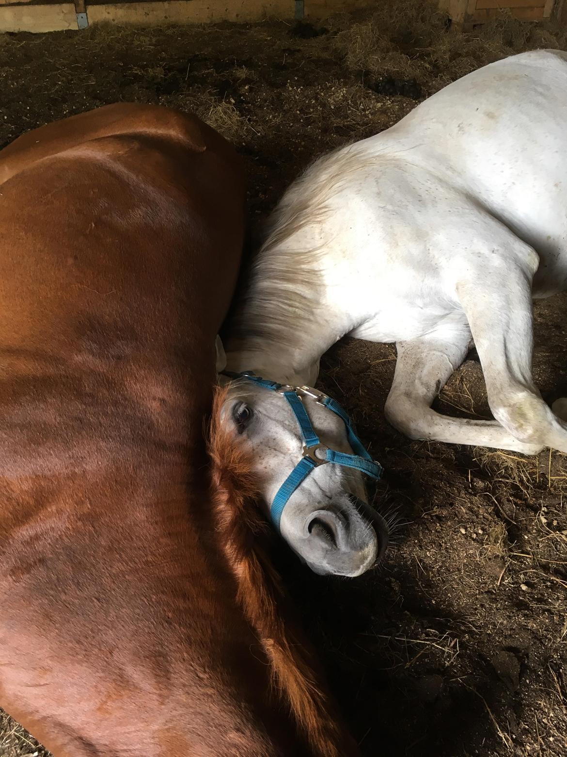 Arabisk fuldblod (OX) Jb salvatore del mondo ox (Salsa) - Godnat billede 16