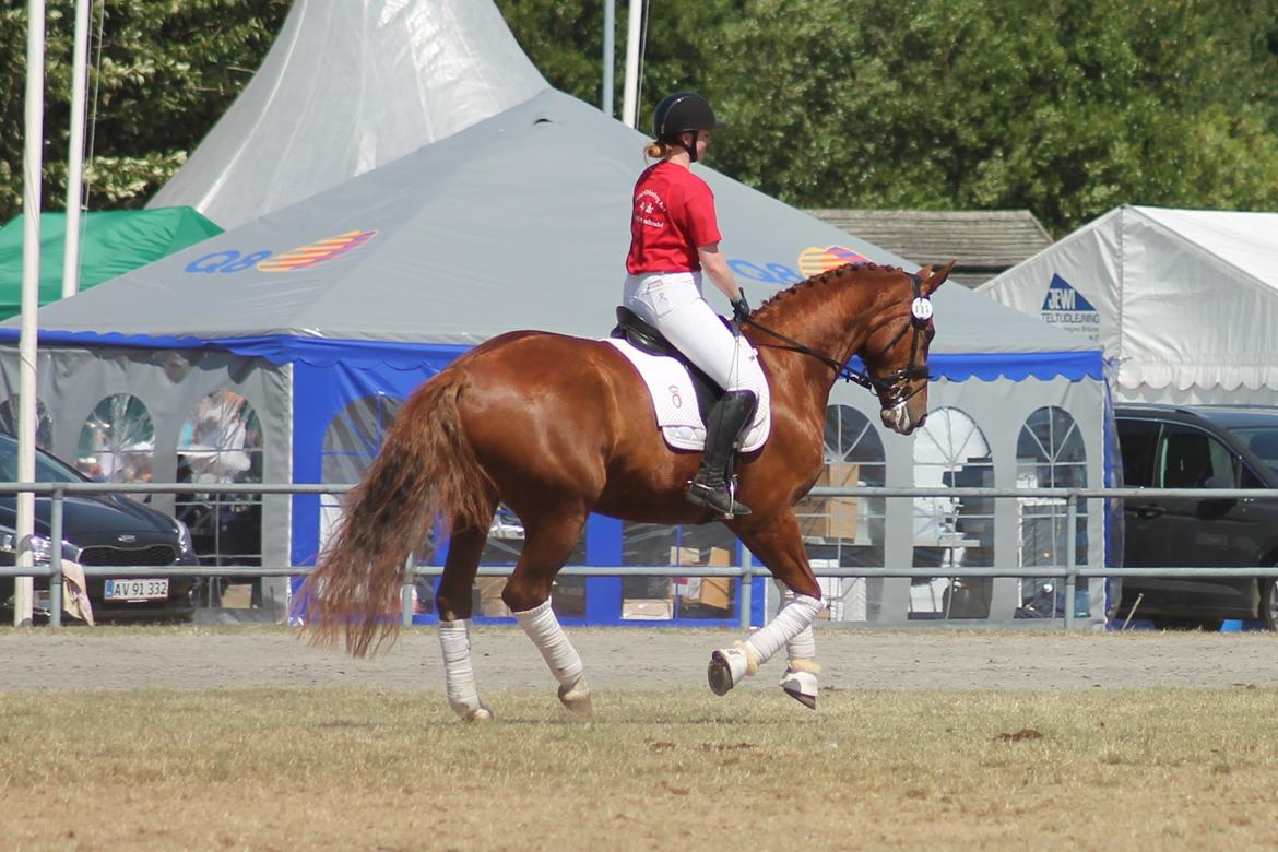 Oldenborg SØNDERGAARD'S APPELEYE - Show i store ring, landsskuet 2018 billede 18