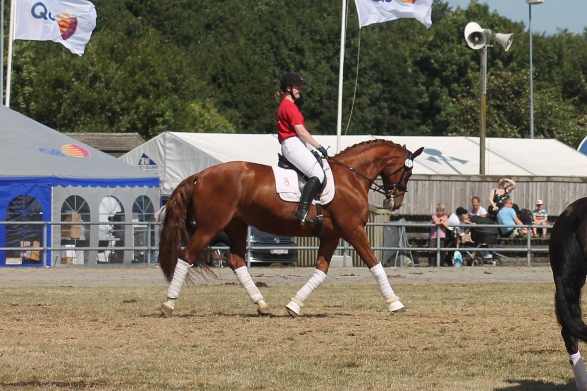 Oldenborg SØNDERGAARD'S APPELEYE - Show i store ring, landsskuet 2018 billede 17