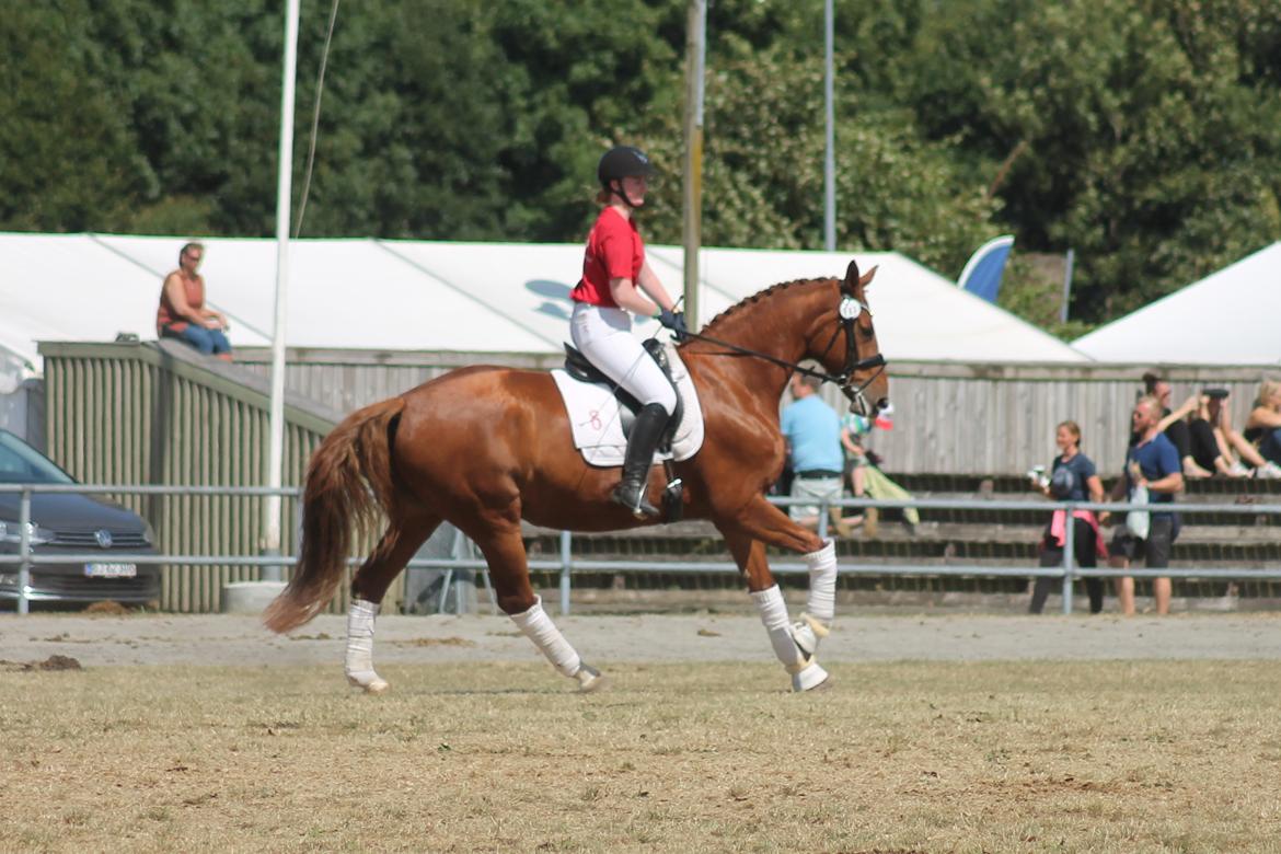 Oldenborg SØNDERGAARD'S APPELEYE - Show i store ring, landsskuet 2018 billede 19