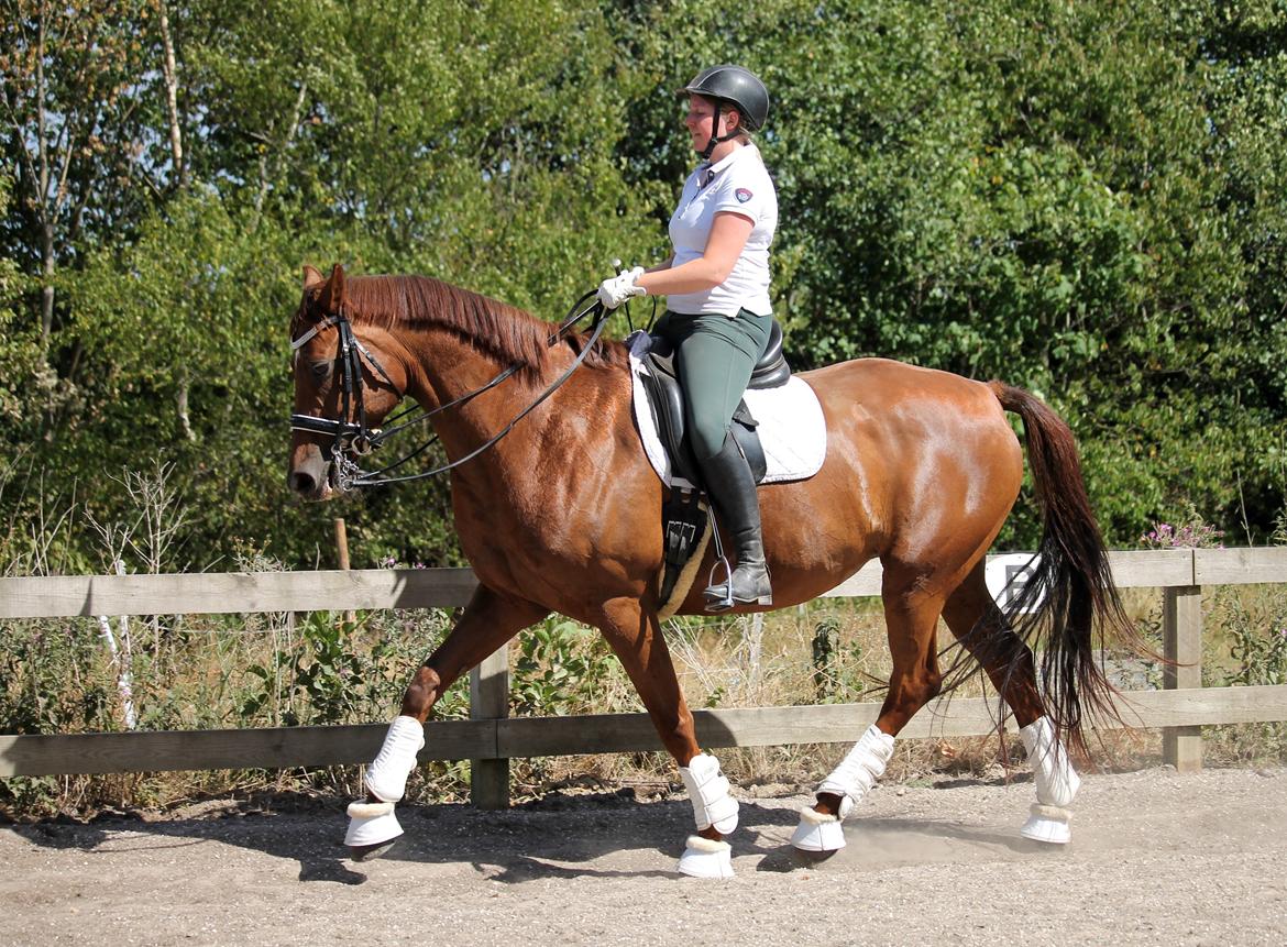 Tysk Oldenburger First Romance Bastbjerg billede 39