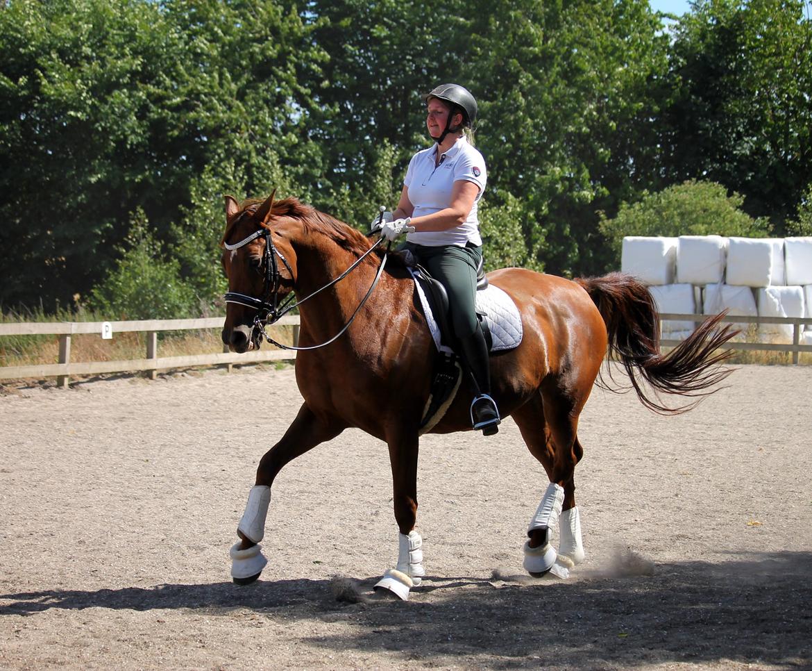 Tysk Oldenburger First Romance Bastbjerg billede 43