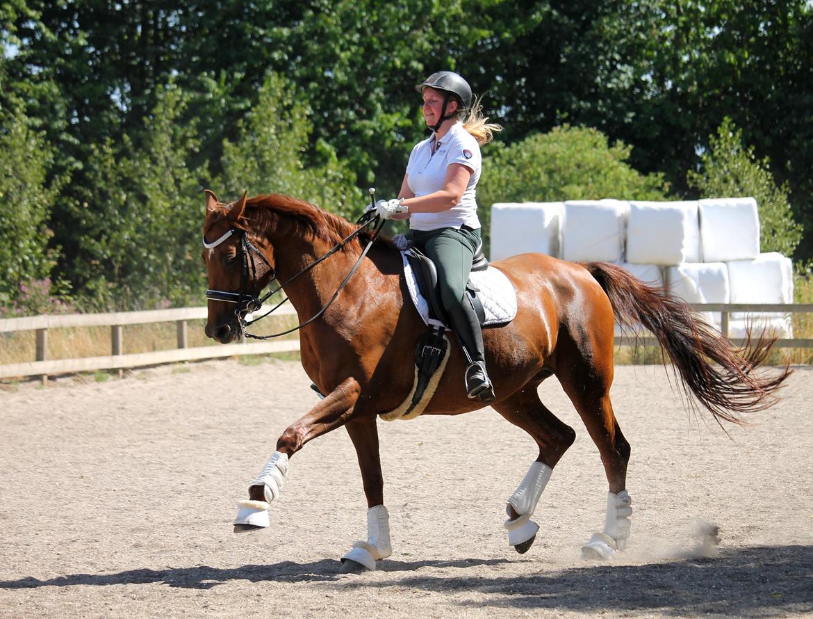 Tysk Oldenburger First Romance Bastbjerg billede 1