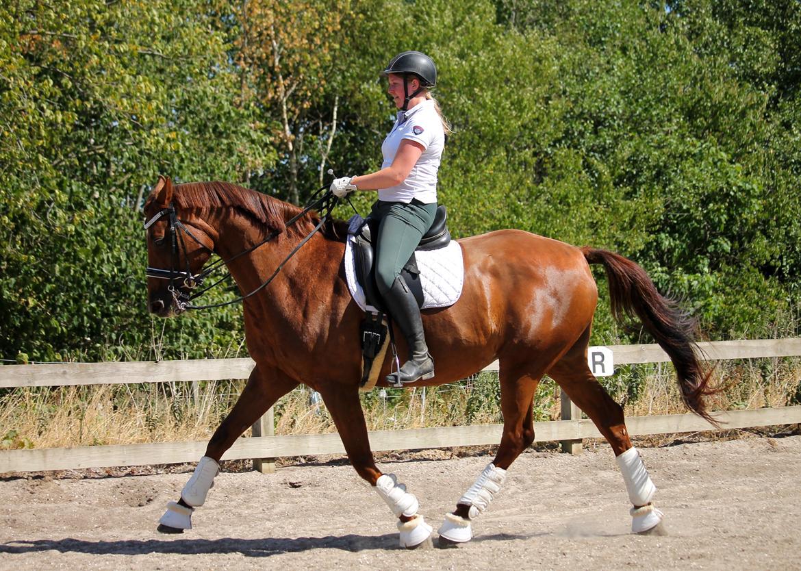 Tysk Oldenburger First Romance Bastbjerg billede 46