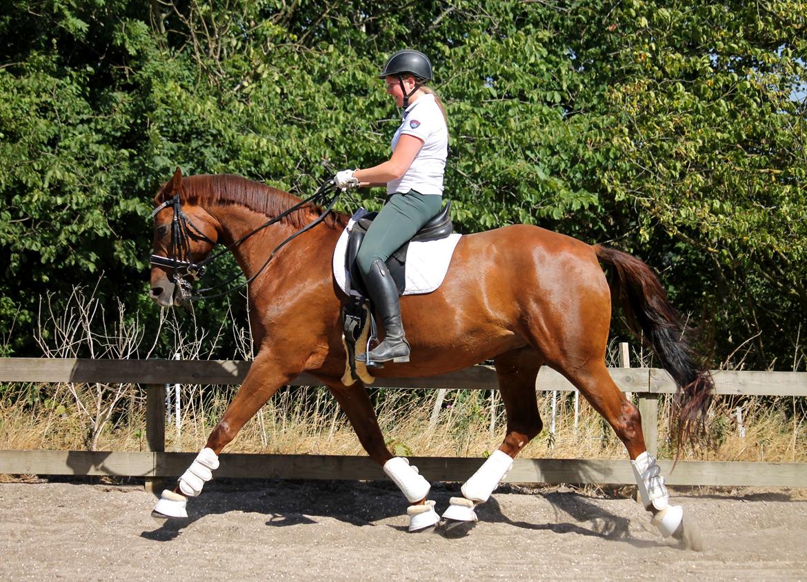 Tysk Oldenburger First Romance Bastbjerg billede 48