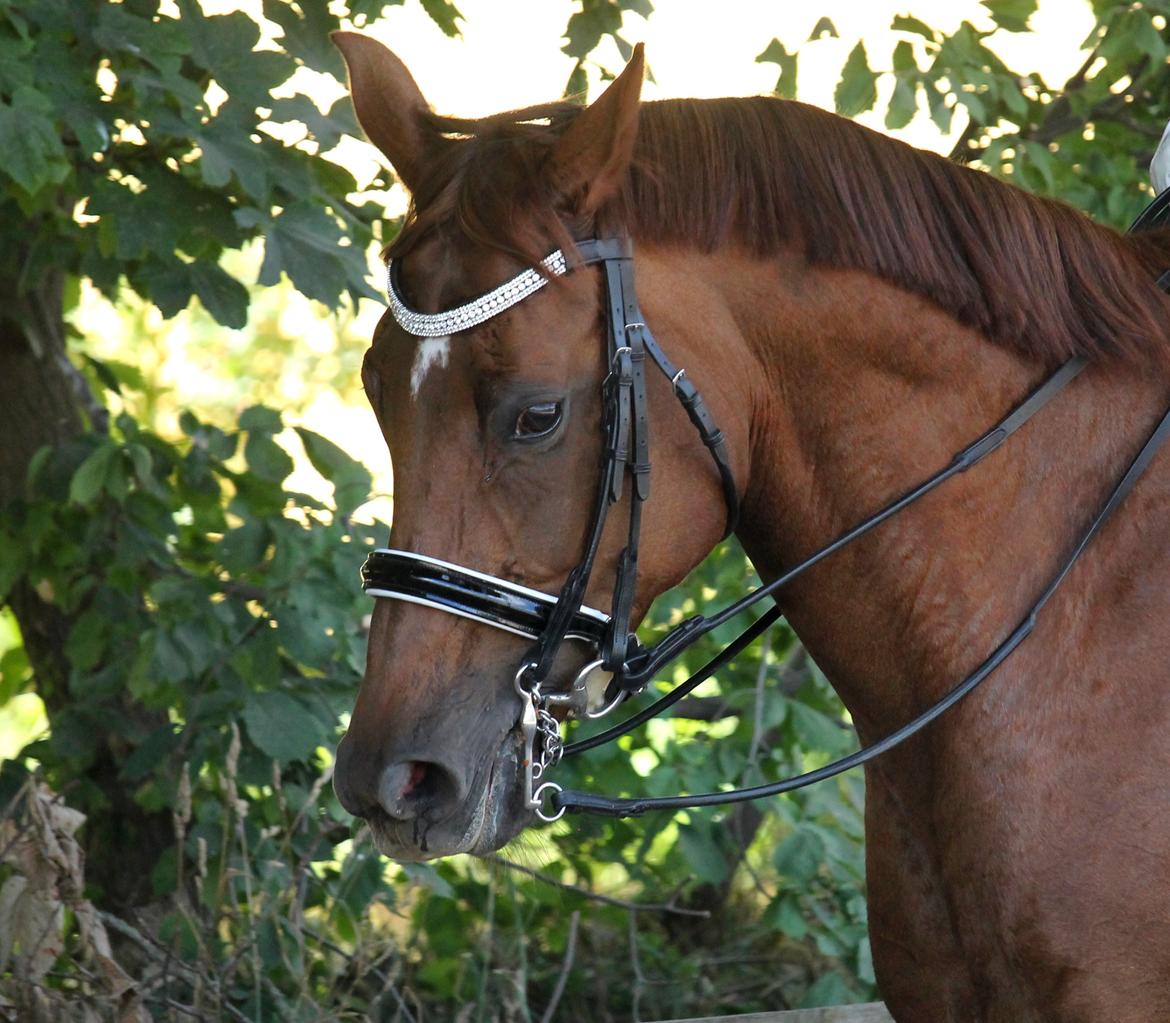 Tysk Oldenburger First Romance Bastbjerg billede 41
