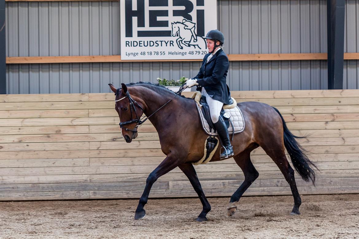 Tysk Oldenburger Sienna Bastbjerg billede 6