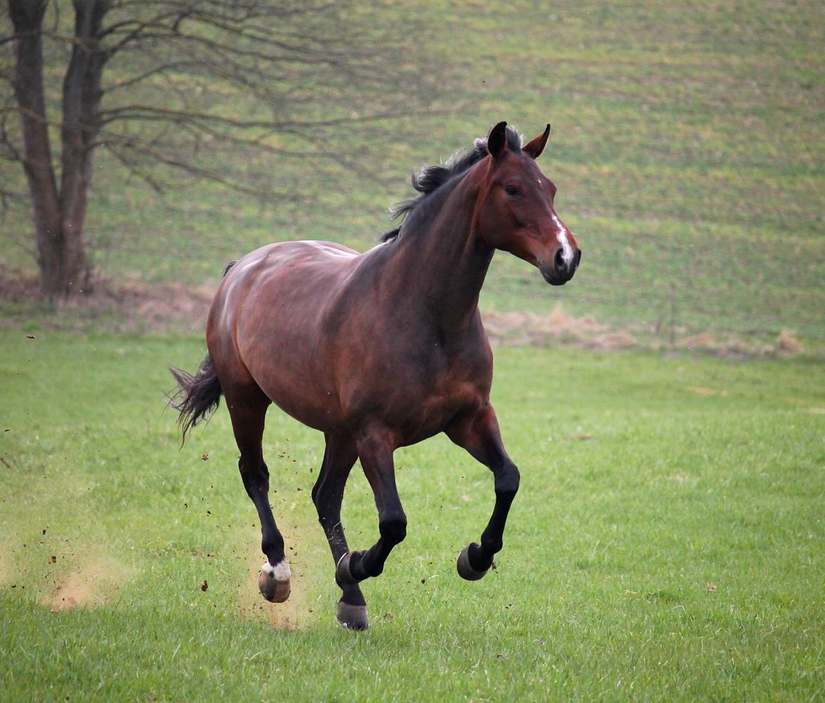 Tysk Oldenburger Sienna Bastbjerg billede 39
