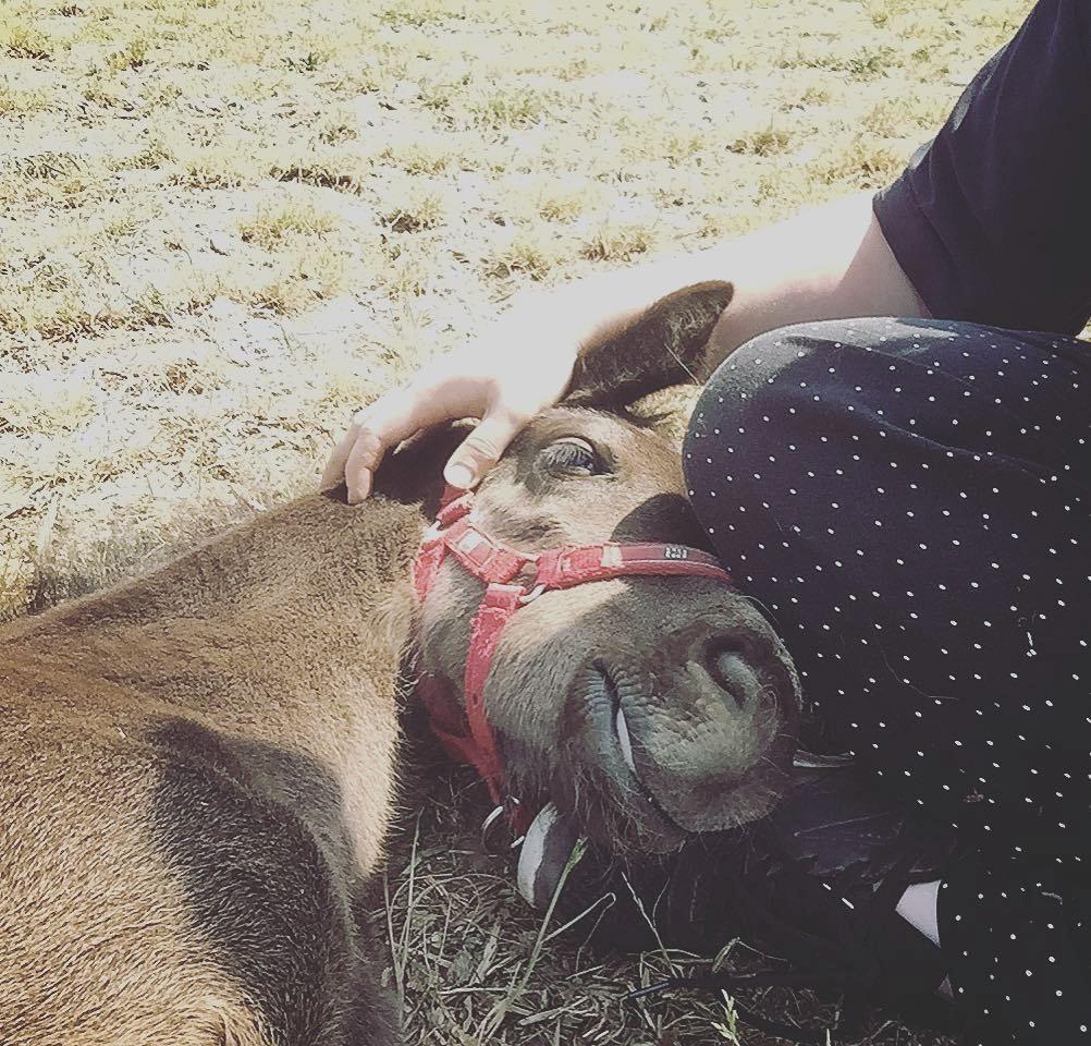 Dansk Varmblod Crescendos Malika *RIP* :'( billede 11