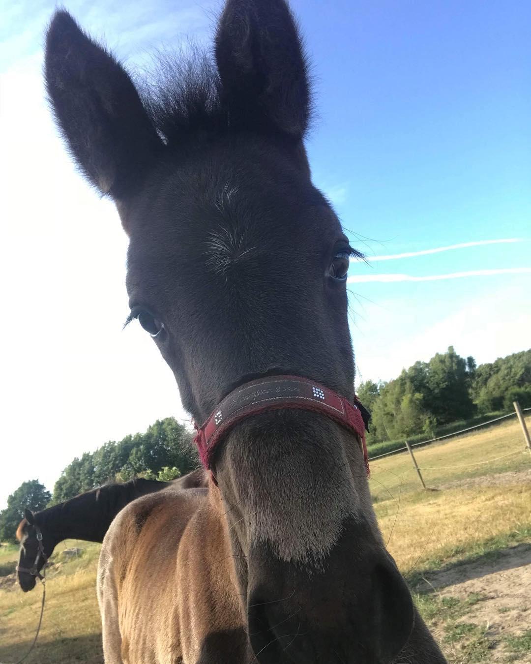 Dansk Varmblod Crescendos Malika *RIP* :'( billede 2