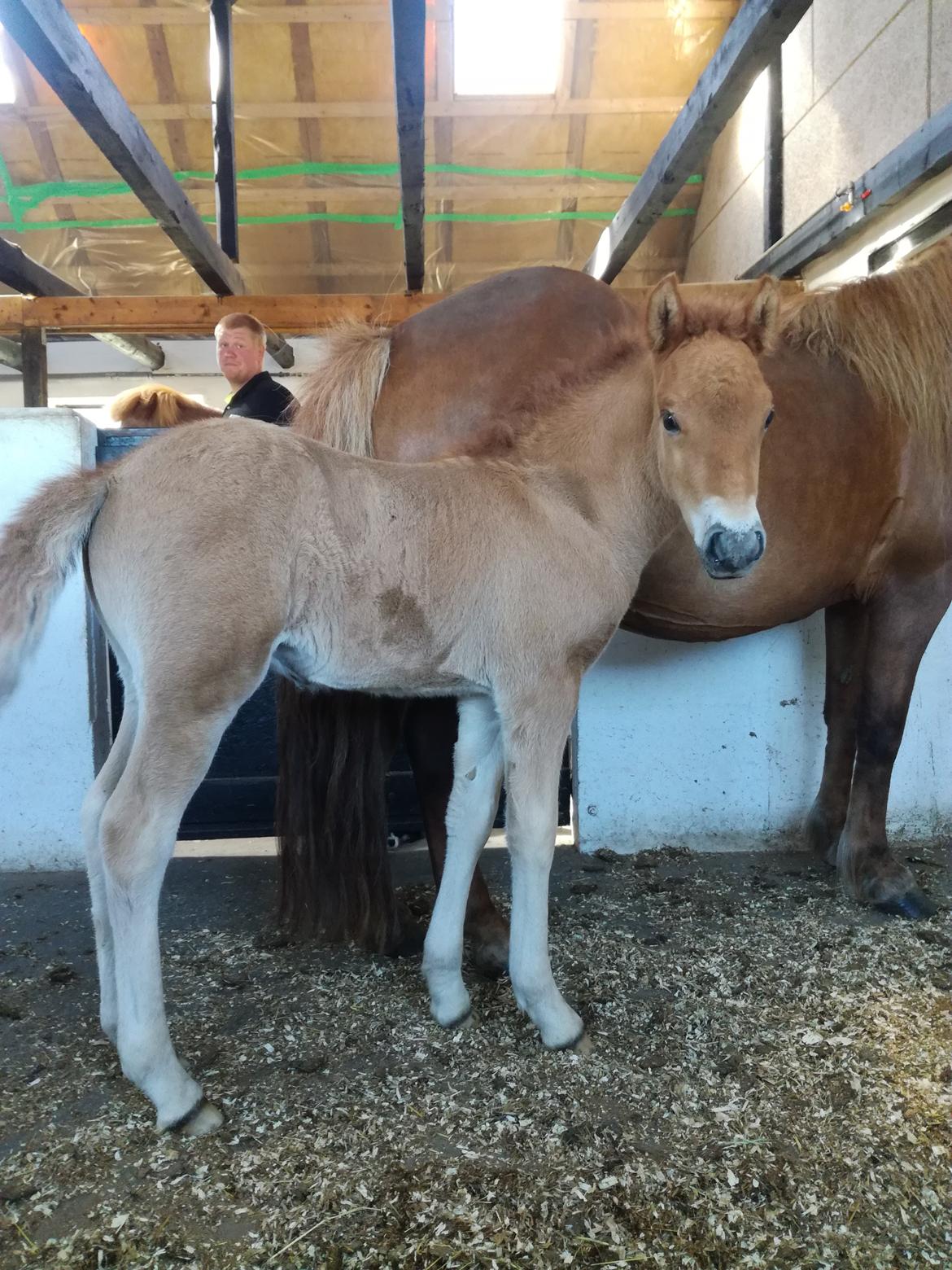 Islænder Gjafar fra Østervang billede 5