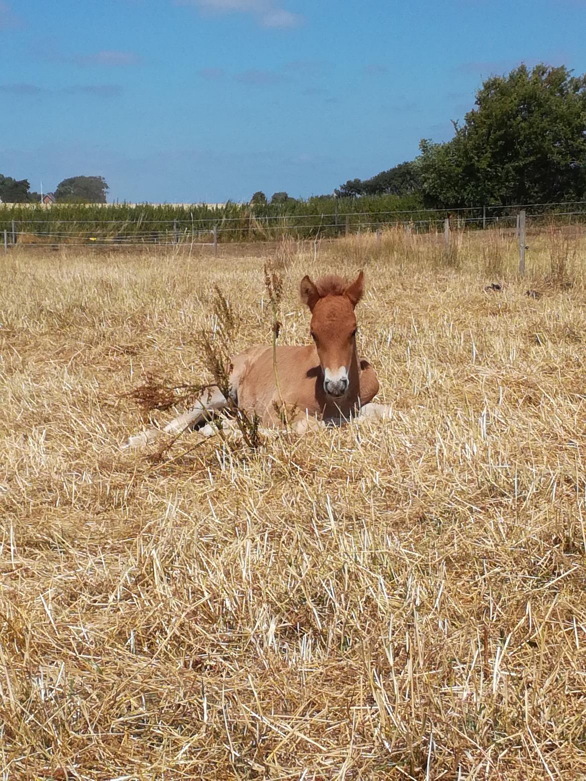 Islænder Gjafar fra Østervang billede 4