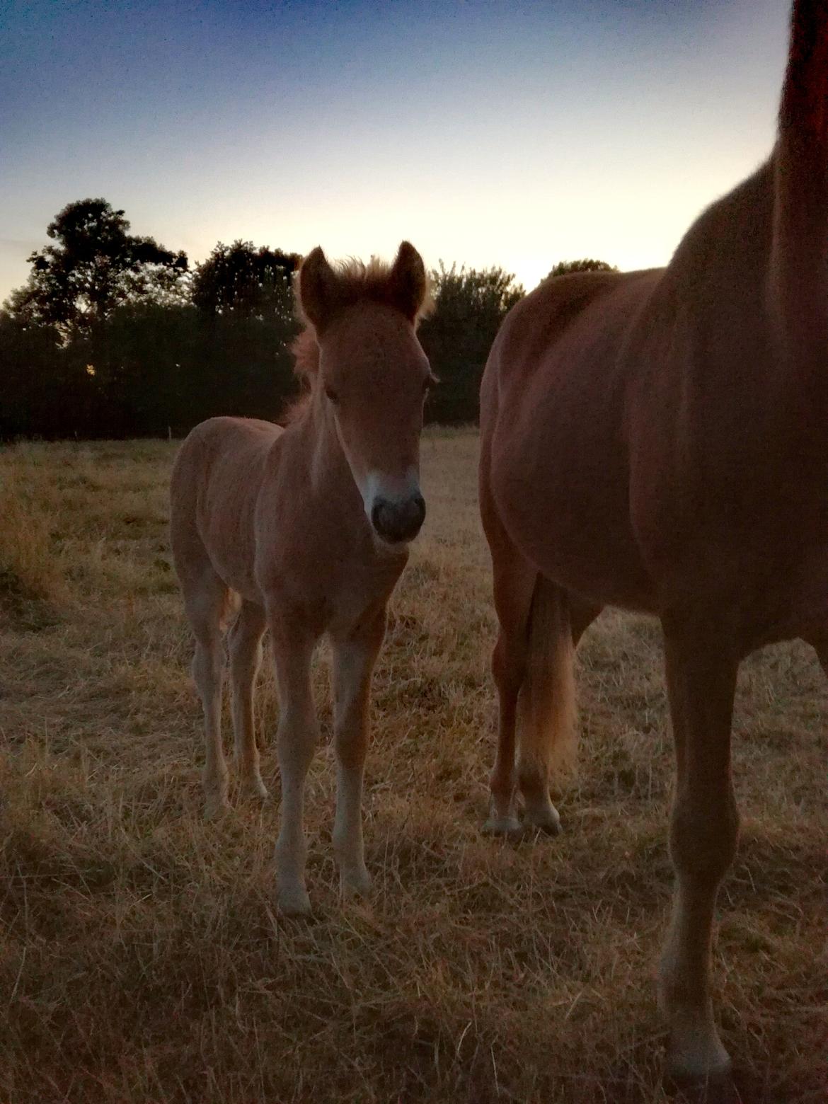 Islænder Gjafar fra Østervang billede 6