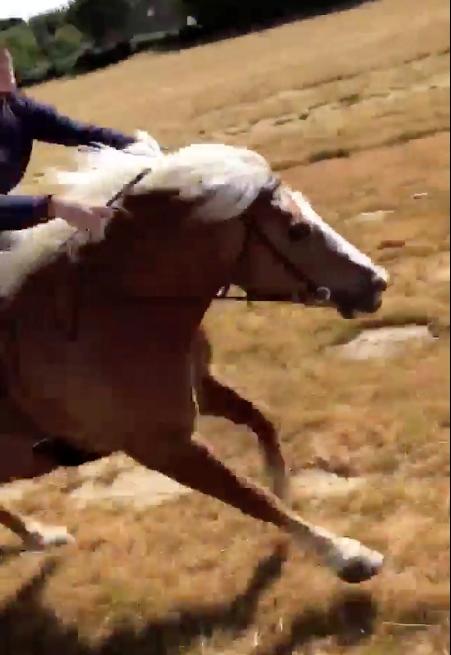 Haflinger Tabine af Frøbjerg billede 10