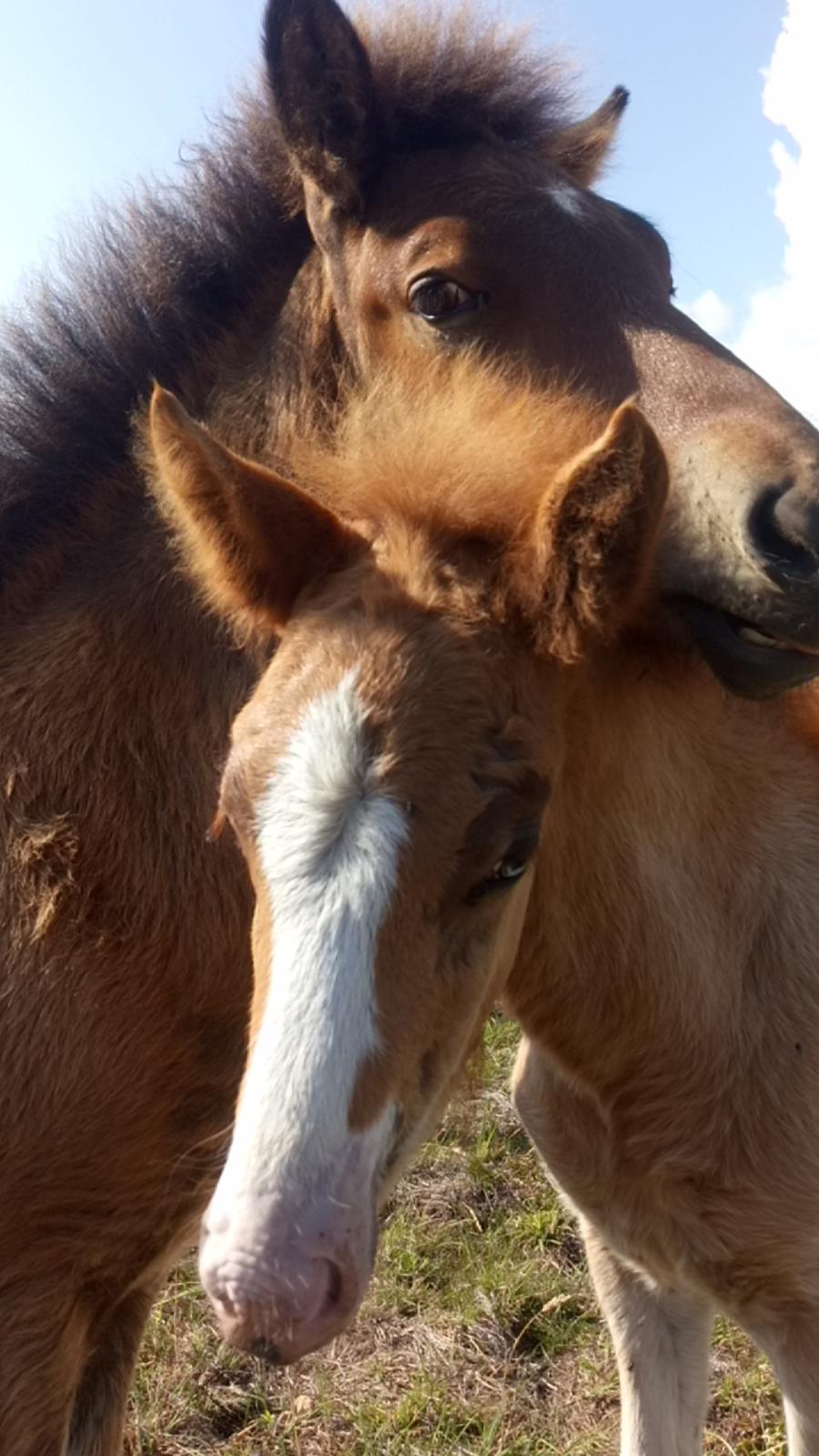 Islænder Glossi  billede 1