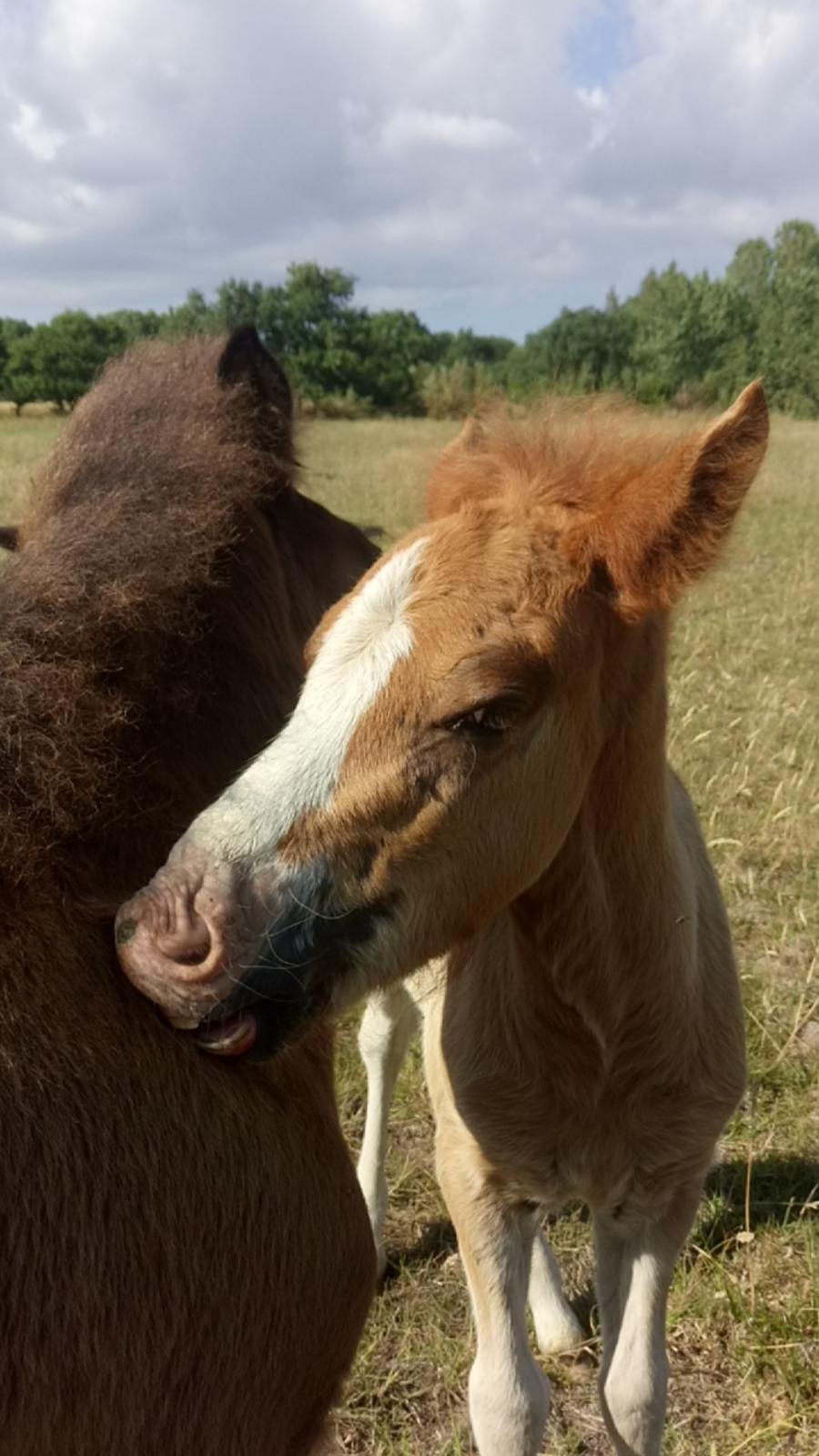 Islænder Glossi  billede 2
