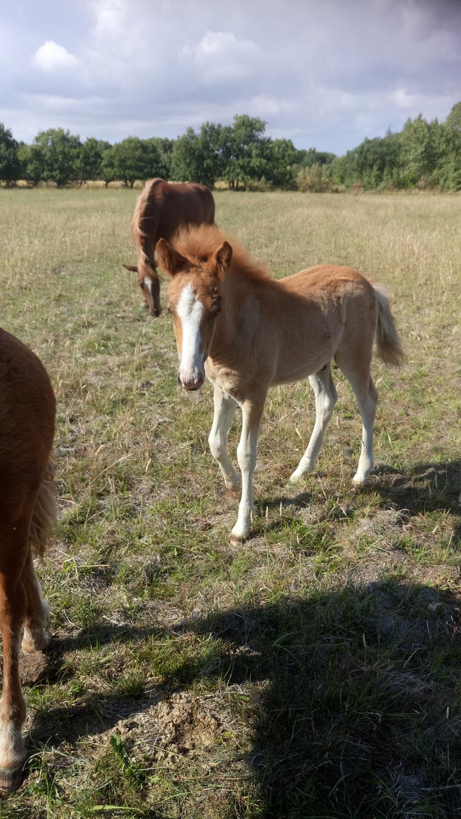 Islænder Glossi  billede 3