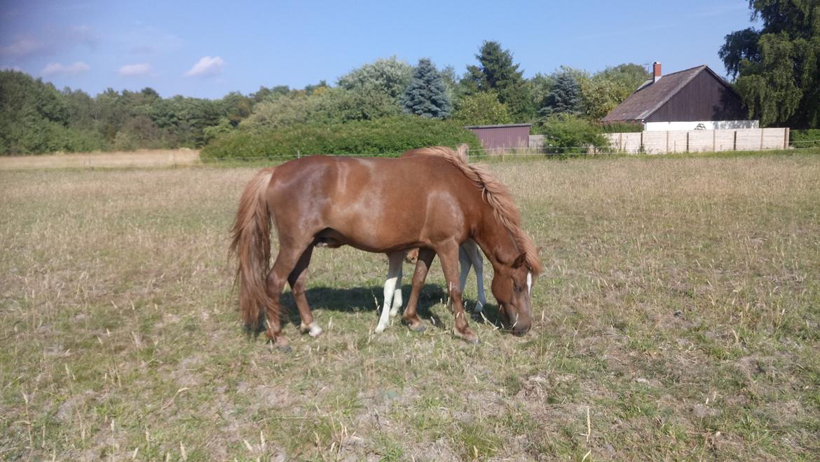 Islænder Glossi  - mor og baby billede 4