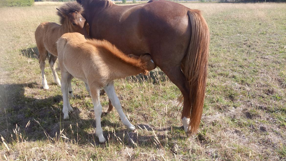 Islænder Glossi  - en lille tår billede 5