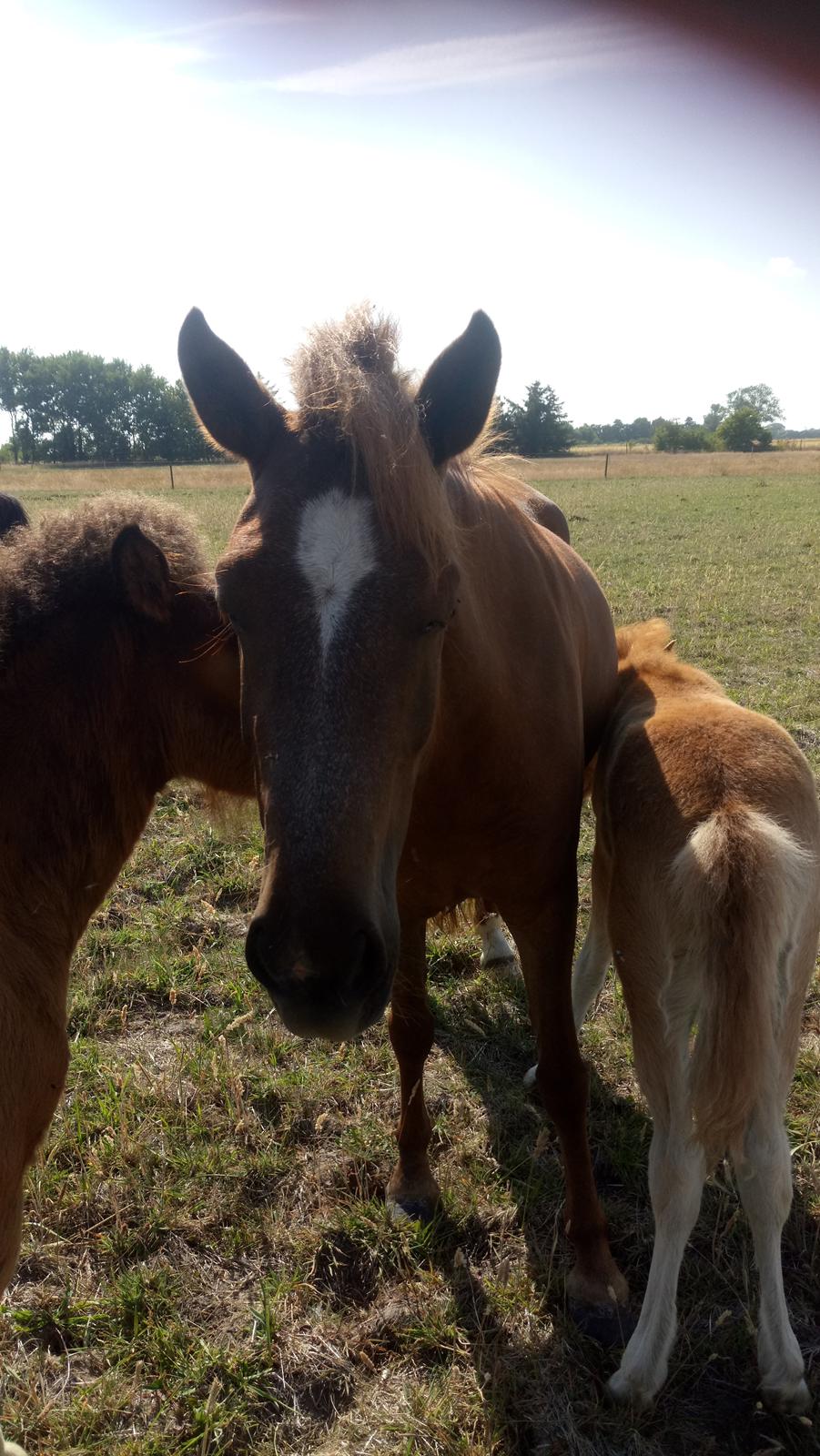 Islænder Glossi  - smukke mor billede 6
